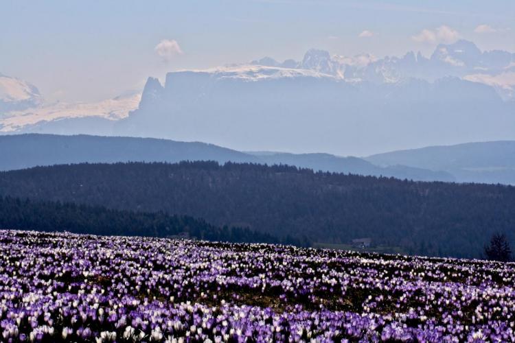 Möltner Joch Krokus 